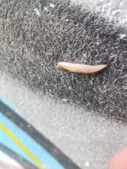 Ambigolimax valentianus