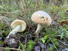 Amanita wellsii