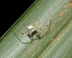 Thwaitesia nigronodosa