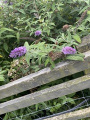 Buddleja