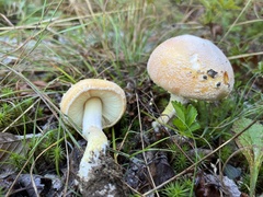 Amanita wellsii