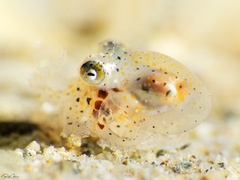 Callistoctopus ornatus