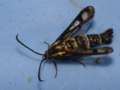 Chamaesphecia tenthrediniformis