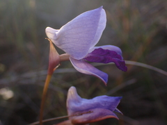 Disa purpurascens