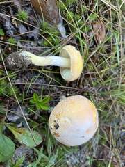 Amanita wellsii