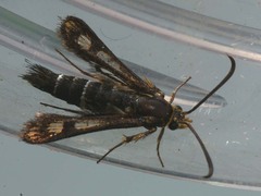Chamaesphecia tenthrediniformis