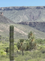 Pachycereus pringlei