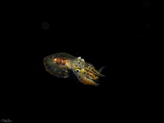 Callistoctopus ornatus