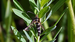 Chamaesphecia tenthrediniformis