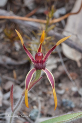 Caladenia arrecta