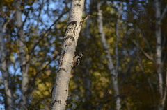 Dendrocopos leucotos