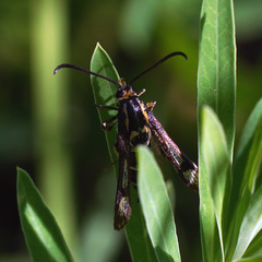 Chamaesphecia tenthrediniformis