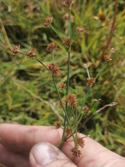 Juncus articulatus