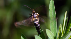 Chamaesphecia tenthrediniformis