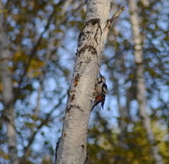 Dendrocopos leucotos