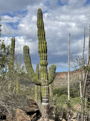 Pachycereus pringlei