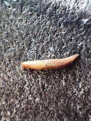 Ambigolimax valentianus