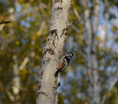 Dendrocopos leucotos