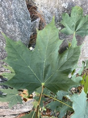 Acer