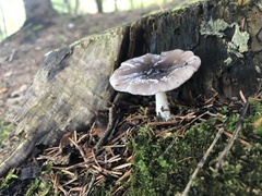 Lactarius pseudomucidus