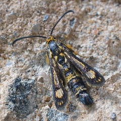 Chamaesphecia tenthrediniformis