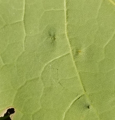 Vasates aceriscrumena