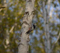 Dendrocopos leucotos