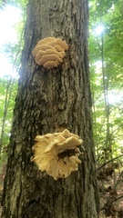 Climacodon septentrionalis