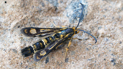 Chamaesphecia tenthrediniformis