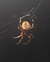 Neoscona arabesca