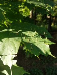 Vasates aceriscrumena