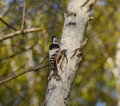 Dendrocopos leucotos