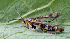 Chamaesphecia tenthrediniformis