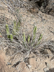 Lophocereus schottii