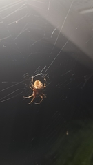Neoscona arabesca