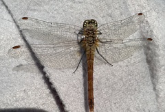Sympetrum