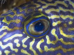 Pseudobalistes fuscus