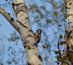 Dendrocopos leucotos