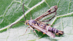 Chamaesphecia tenthrediniformis