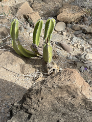 Lophocereus schottii