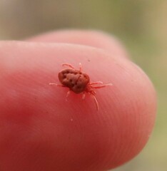 Trombidioidea