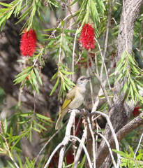 Lichmera indistincta