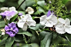 Brunfelsia australis
