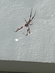 Trichonephila edulis