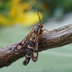 Chamaesphecia tenthrediniformis
