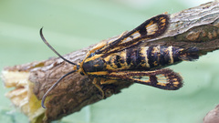 Chamaesphecia tenthrediniformis