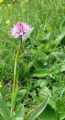 Traunsteinera globosa