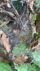 Allagelena gracilens