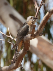Cacomantis flabelliformis