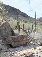 Pachycereus pringlei